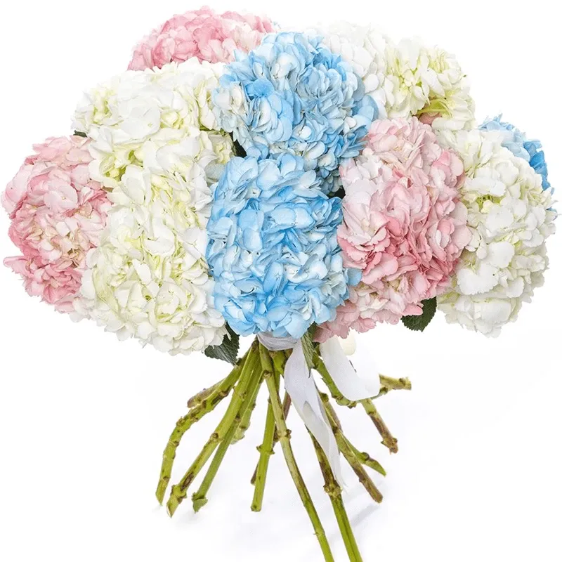 Гортензия микс №2